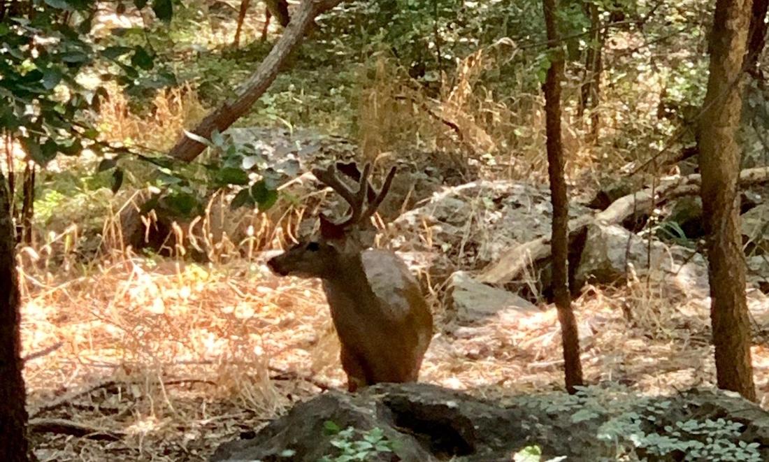 Deer often rest outside our treatment room windows